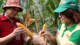 Cuối năm 2015, Việt Nam thương mại hóa cây trồng biến đổi gen